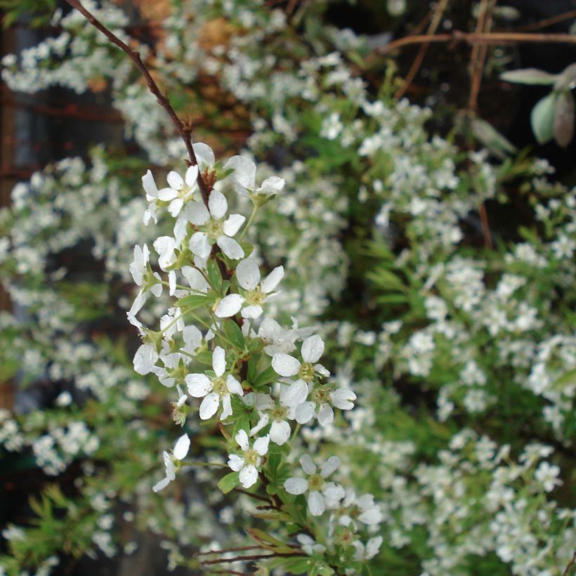 Sirovirpiangervo - Spiraea x thunbergii (Kukinta)
