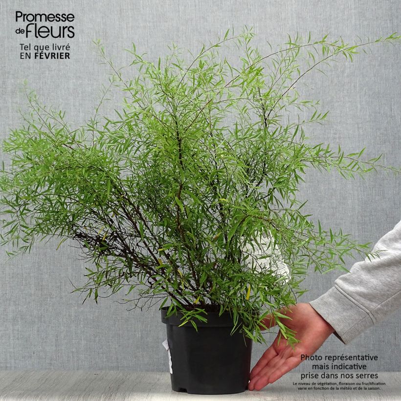 Esimerkki syksyllä toimitetusta Sirovirpiangervo - Spiraea x thunbergii 3 litran/4 litran ruukku-taimesta