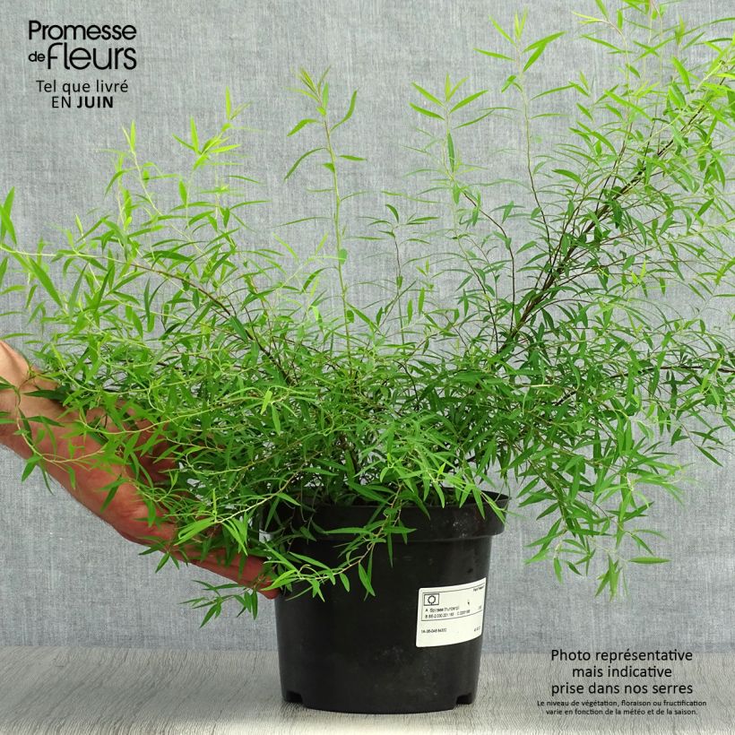 Esimerkki kesällä toimitetusta Sirovirpiangervo - Spiraea x thunbergii Ruukku 3L / 4L-taimesta