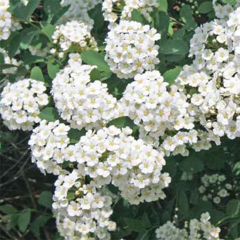 Pensasangervo - Spiraea x vanhouttei (Kukinta)