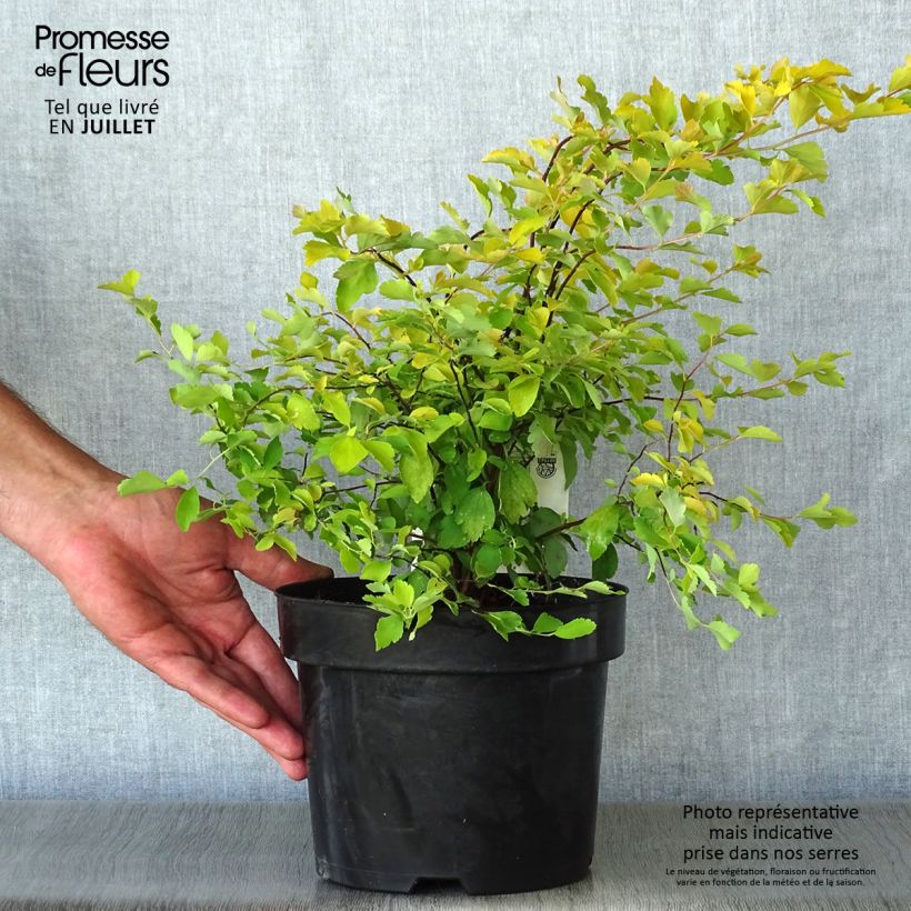 Esimerkki kesällä toimitetusta Pensasangervo Gold Fountain Pot de 3L/4L-taimesta