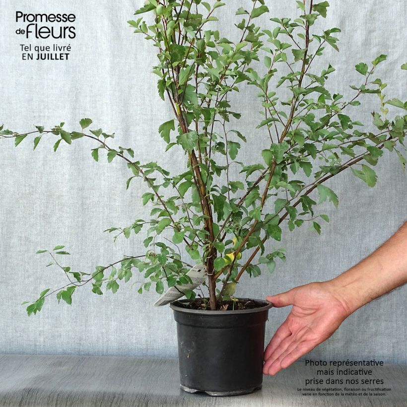 Esimerkki kesällä toimitetusta Pensasangervo - Spiraea x vanhouttei Pot de 2L/3L-taimesta