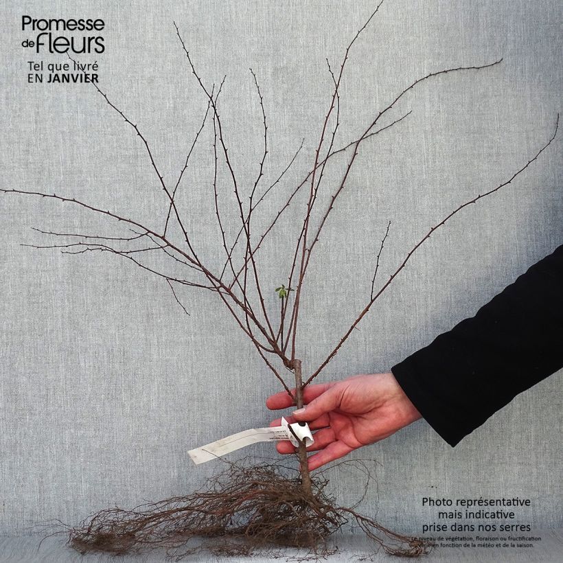 Esimerkki talvella toimitetusta Pensasangervo - Spiraea x vanhouttei Petites Racines nues-taimesta