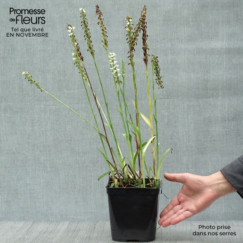 Esimerkki syksyllä toimitetusta Spiranthes cernua var odorata Chadd's Ford 2 litran/3 litran ruukku-taimesta