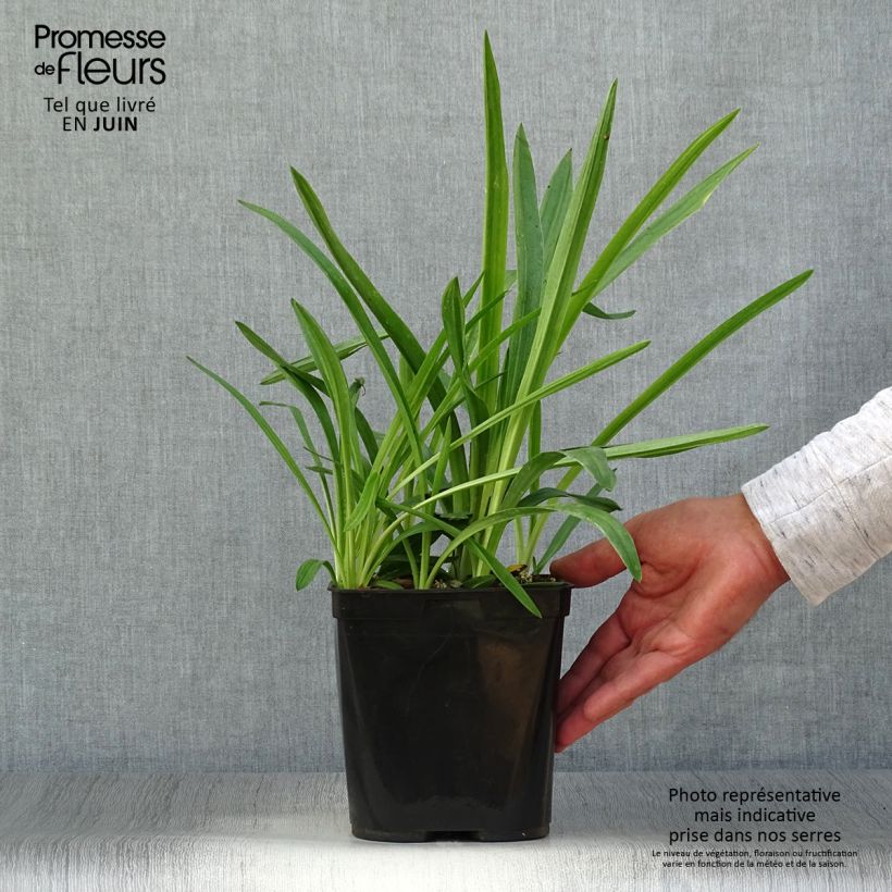 Esimerkki kesällä toimitetusta Spiranthes cernua var odorata Chadd's Ford Pot de 2L/3L-taimesta