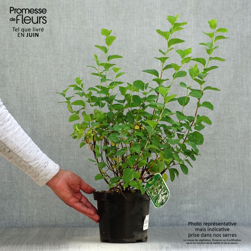 Esimerkki kesällä toimitetusta Koivuangervo Tor Pot de 3L/4L-taimesta