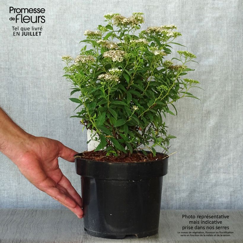 Esimerkki kesällä toimitetusta Japaninangervo Albiflora Pot de 2L/3L-taimesta