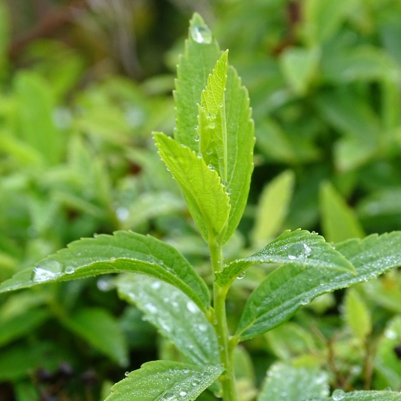 Japaninangervo Albiflora (Lehvistö)