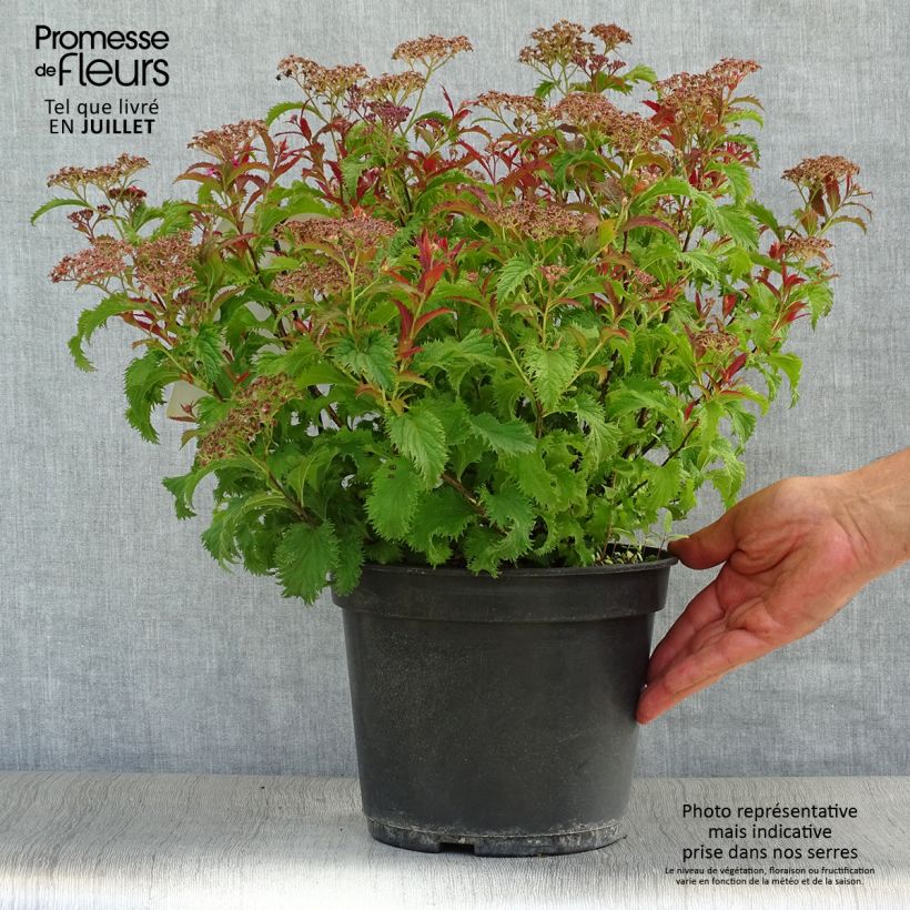 Esimerkki kesällä toimitetusta Japaninangervo Crispa Pot de 3L/4L-taimesta