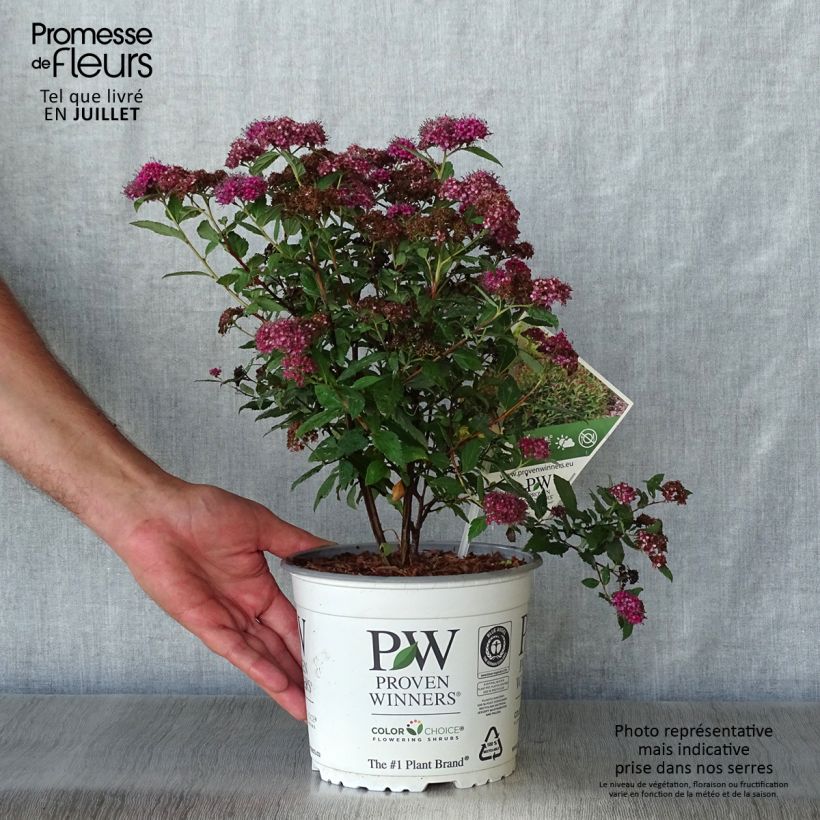 Esimerkki kesällä toimitetusta Japaninangervo Double Play Artist Pot de 2L/3L-taimesta
