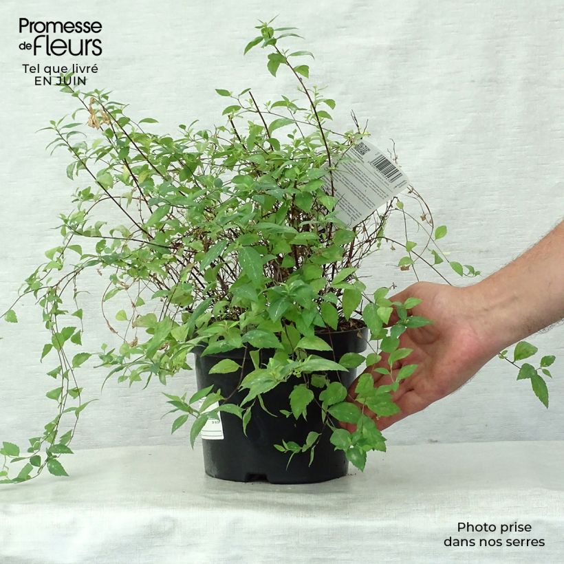 Esimerkki kesällä toimitetusta Japaninangervo Firelight Pot de 3L/4L-taimesta