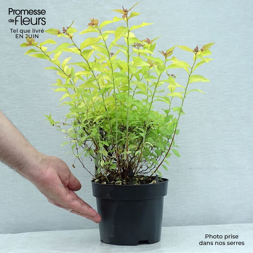 Esimerkki kesällä toimitetusta Japaninangervo Golden Princess Pot de 2L/3L-taimesta