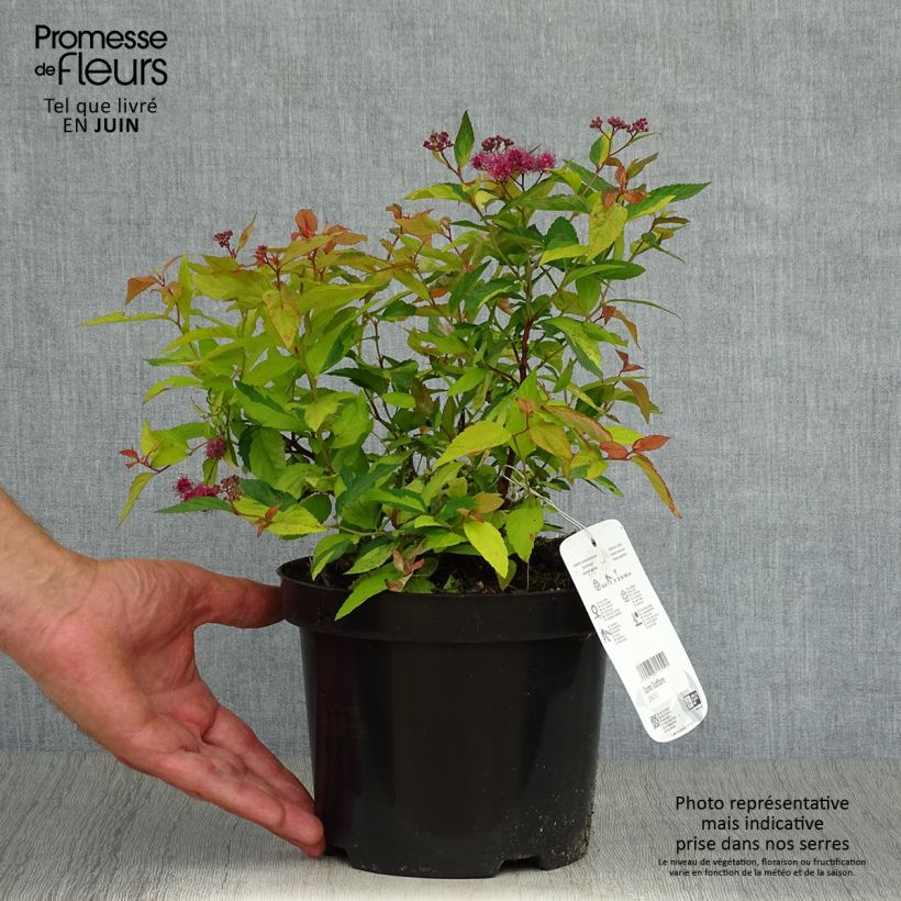 Esimerkki kesällä toimitetusta Japaninangervo Goldflame Pot de 2L/3L-taimesta