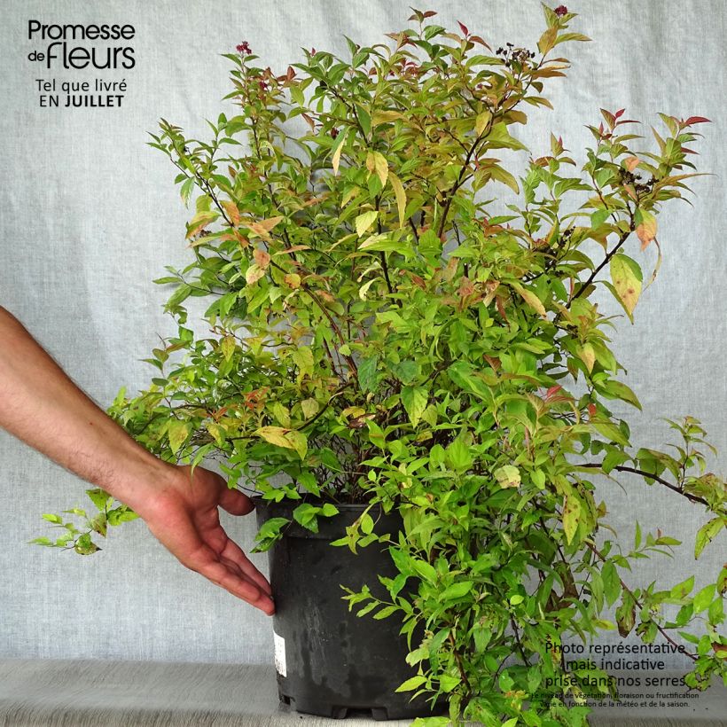 Esimerkki kesällä toimitetusta Japaninangervo Goldflame Pot de 7,5L/10L-taimesta