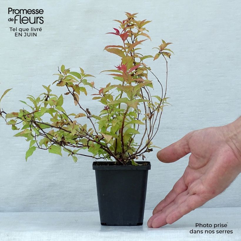 Esimerkki kesällä toimitetusta Japaninangervo Goldflame Godet de 8/9 cm-taimesta