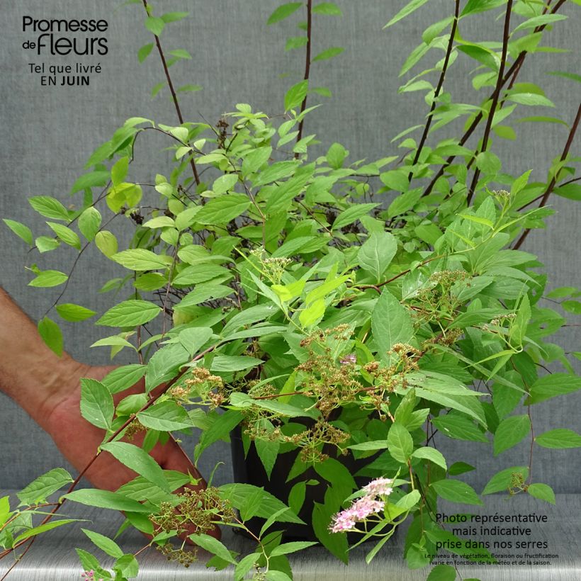Esimerkki kesällä toimitetusta Japaninangervo Goldmound Pot de 2L/3L-taimesta