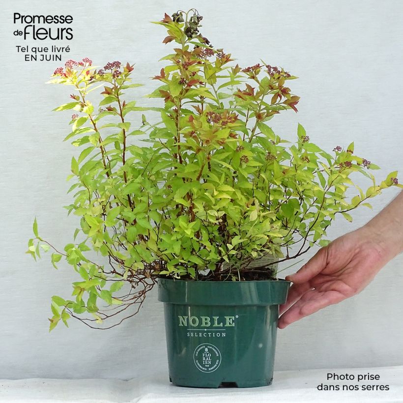 Esimerkki kesällä toimitetusta Japaninangervo Magic Carpet Pot de 2L/3L-taimesta
