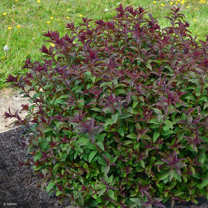 Japaninangervo Merlo Green (Kasvutapa)
