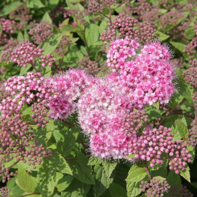 Japaninangervo Nana (Kukinta)