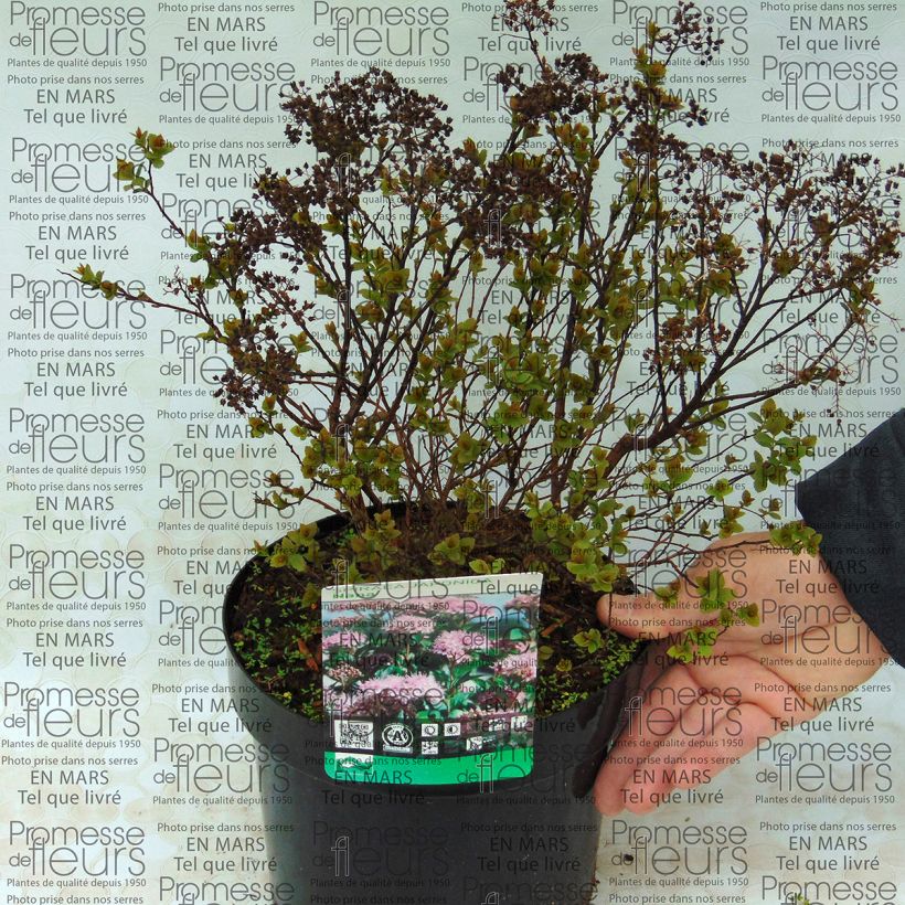 Esimerkki toimitetusta Japaninangervo Nana Pot de 3L/4L-taimesta