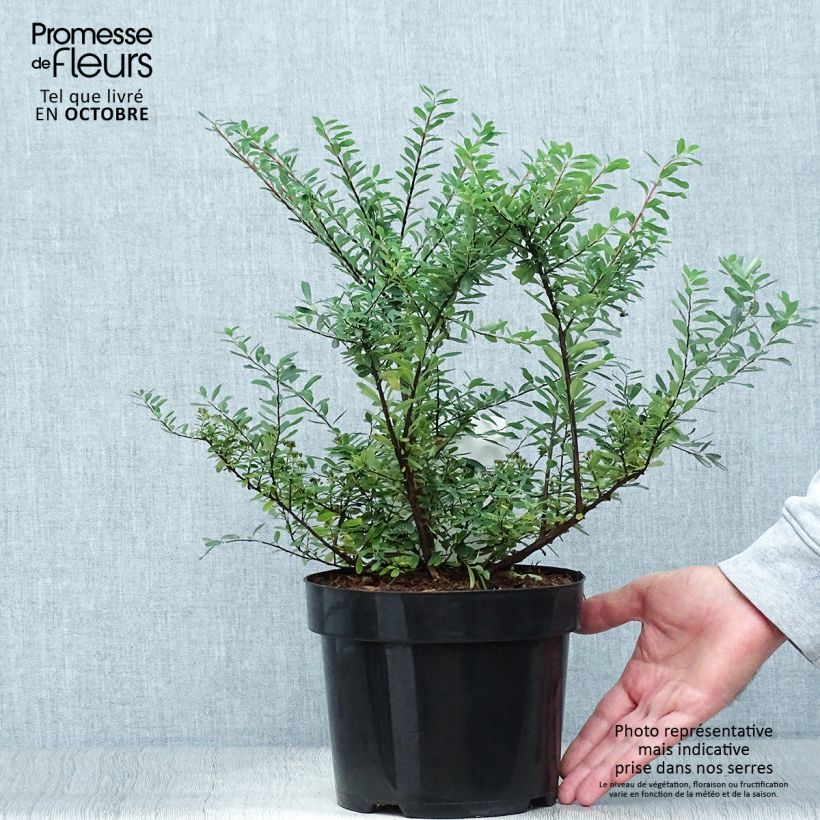 Esimerkki syksyllä toimitetusta Piianangervo Snowmound 3 litran/4 litran ruukku-taimesta