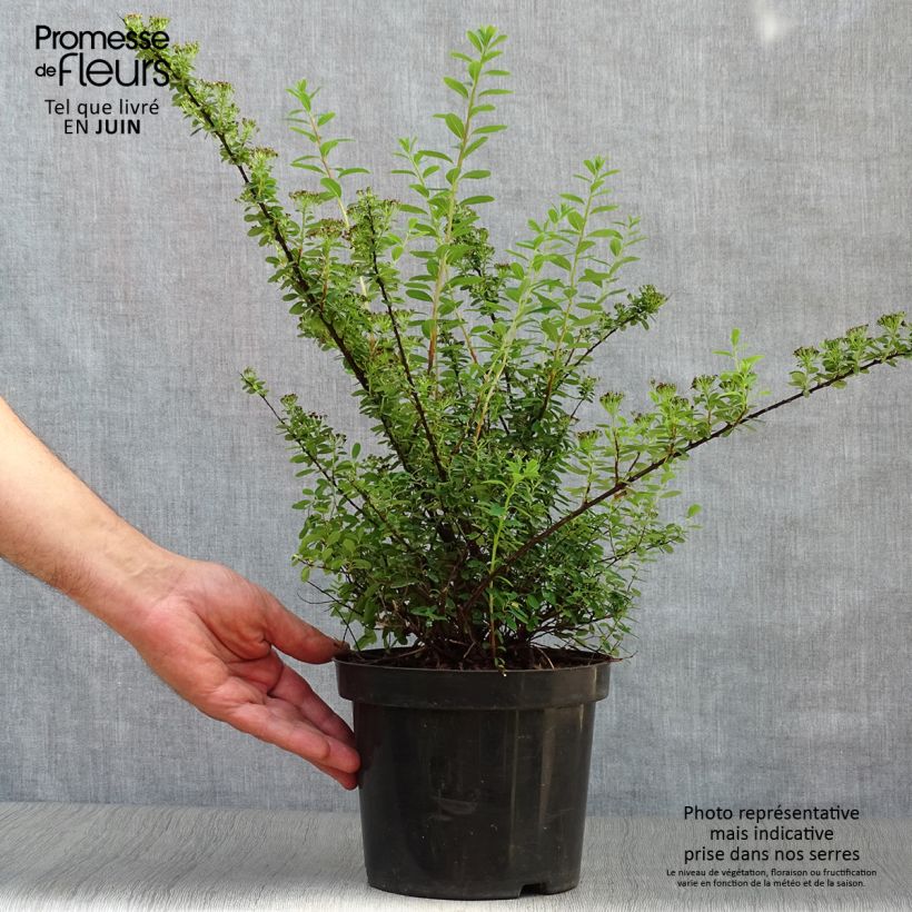 Esimerkki kesällä toimitetusta Piianangervo Snowmound Ruukku 3L / 4L-taimesta
