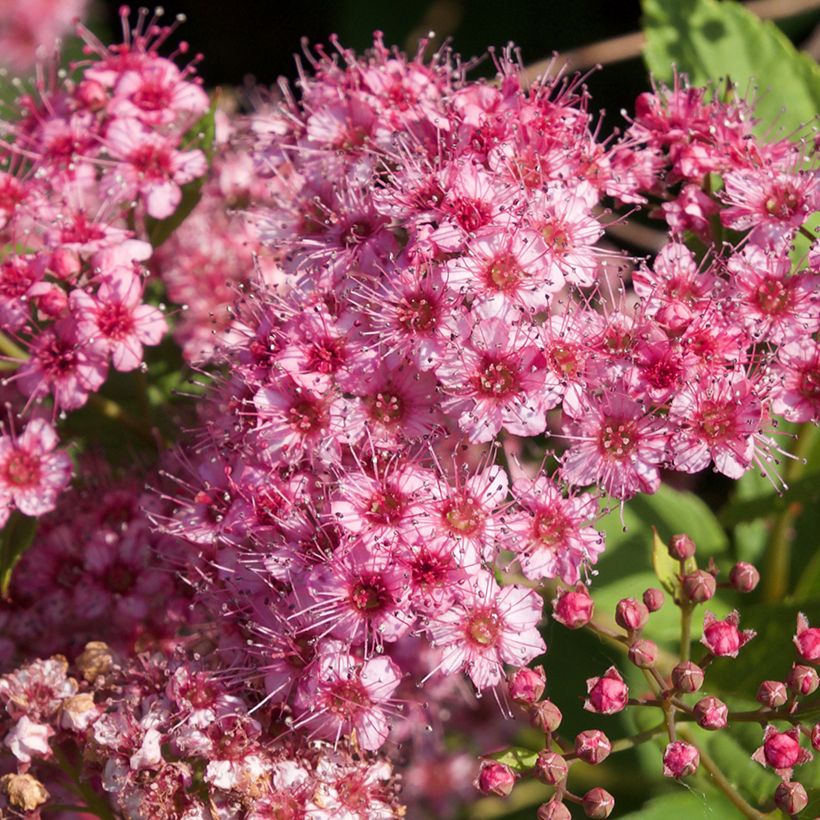 Japaninangervo Froebelii (Kukinta)