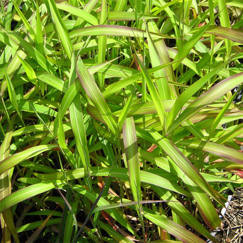 Spodiopogon sibiricus West Lake (Lehvistö)