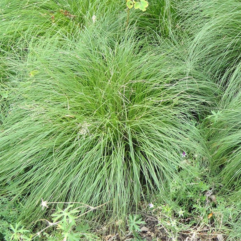 Preeriakaristeheinä - Sporobolus heterolepis (Lehvistö)