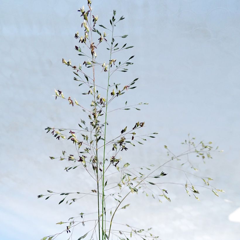 Preeriakaristeheinä - Sporobolus heterolepis (Kukinta)