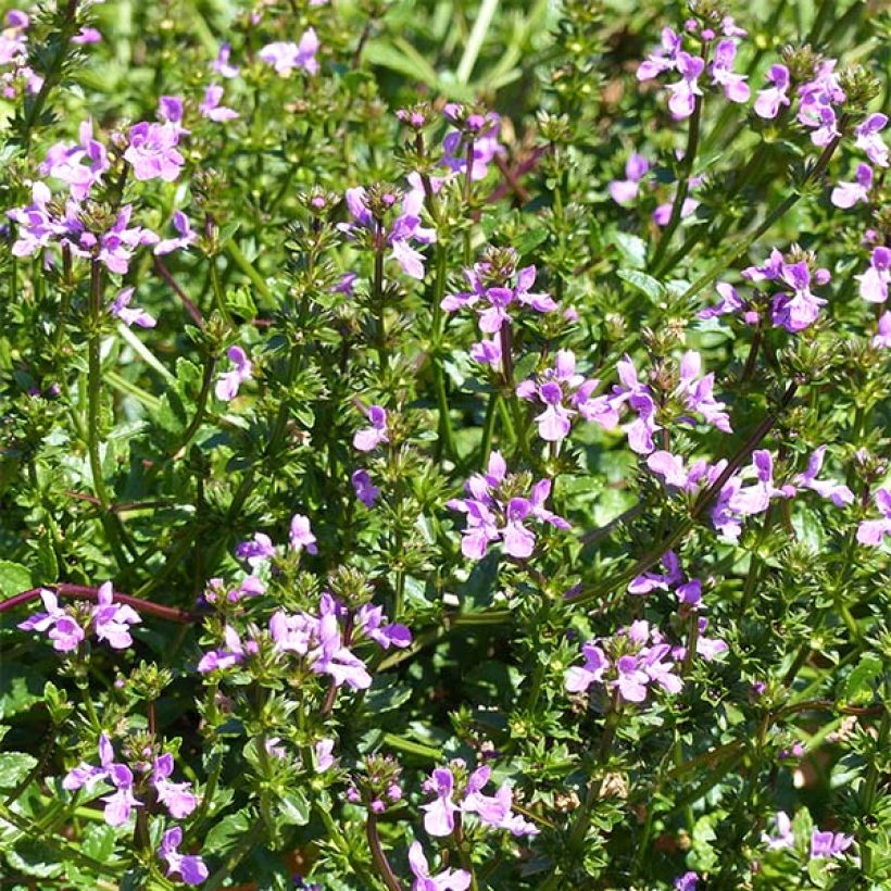 Pähkämö Lilac Falls (Kukinta)