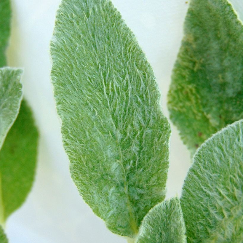 Nukkapähkämö - Stachys byzantina (Lehvistö)