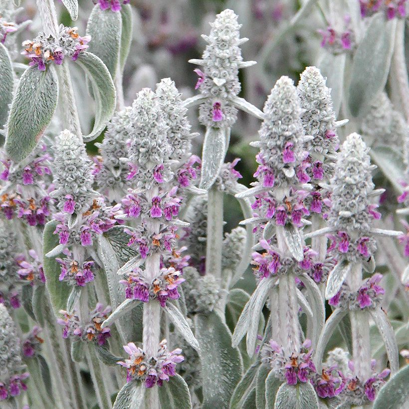 Nukkapähkämö - Stachys byzantina (Kukinta)