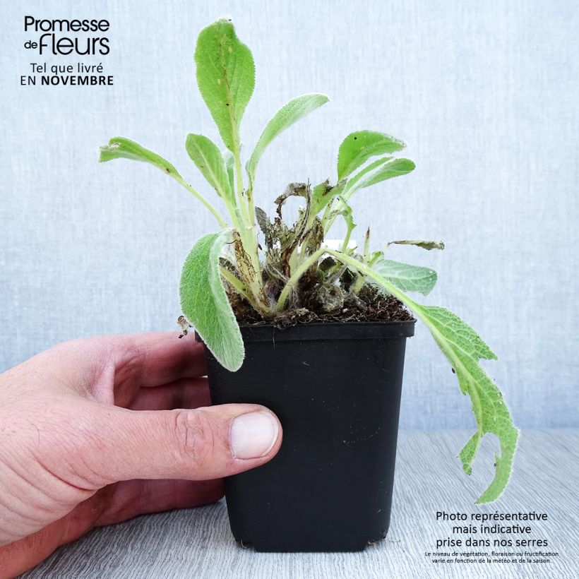Esimerkki syksyllä toimitetusta Nukkapähkämö - Stachys byzantina 8/9 cm taimiruukku-taimesta