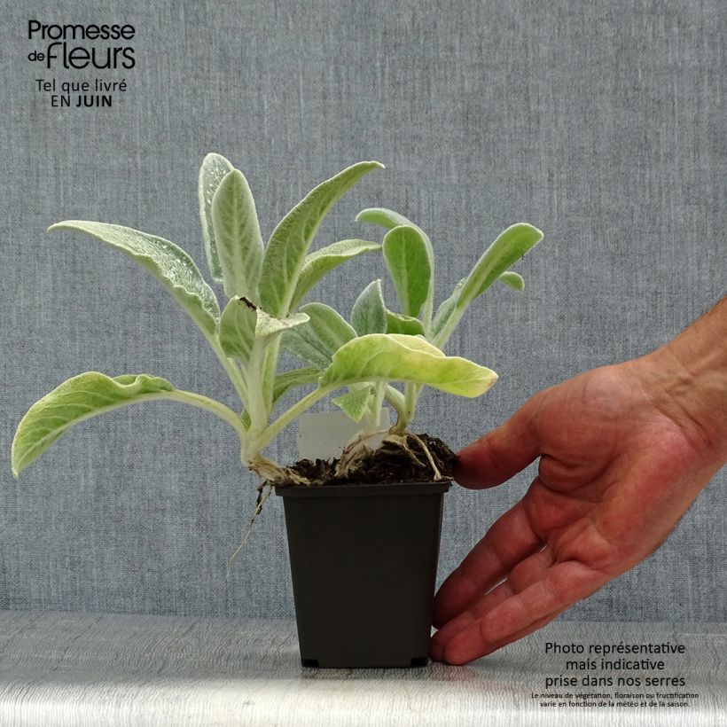 Esimerkki kesällä toimitetusta Nukkapähkämö - Stachys byzantina Taimiruukku 8/9 cm-taimesta