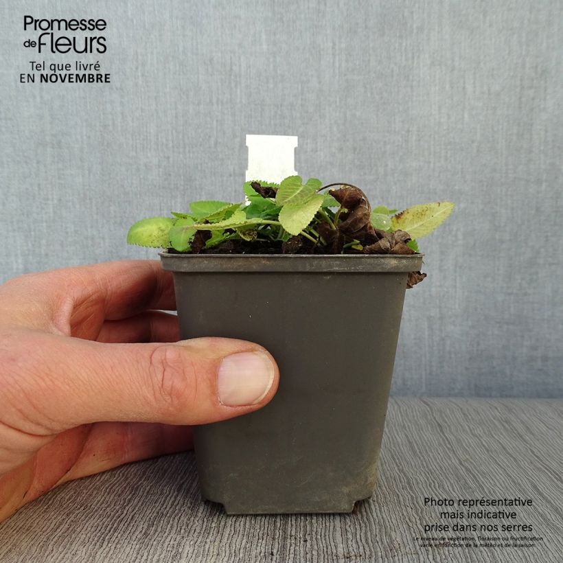 Esimerkki syksyllä toimitetusta Rohtopähkämö Hummelo 8/9 cm taimiruukku-taimesta