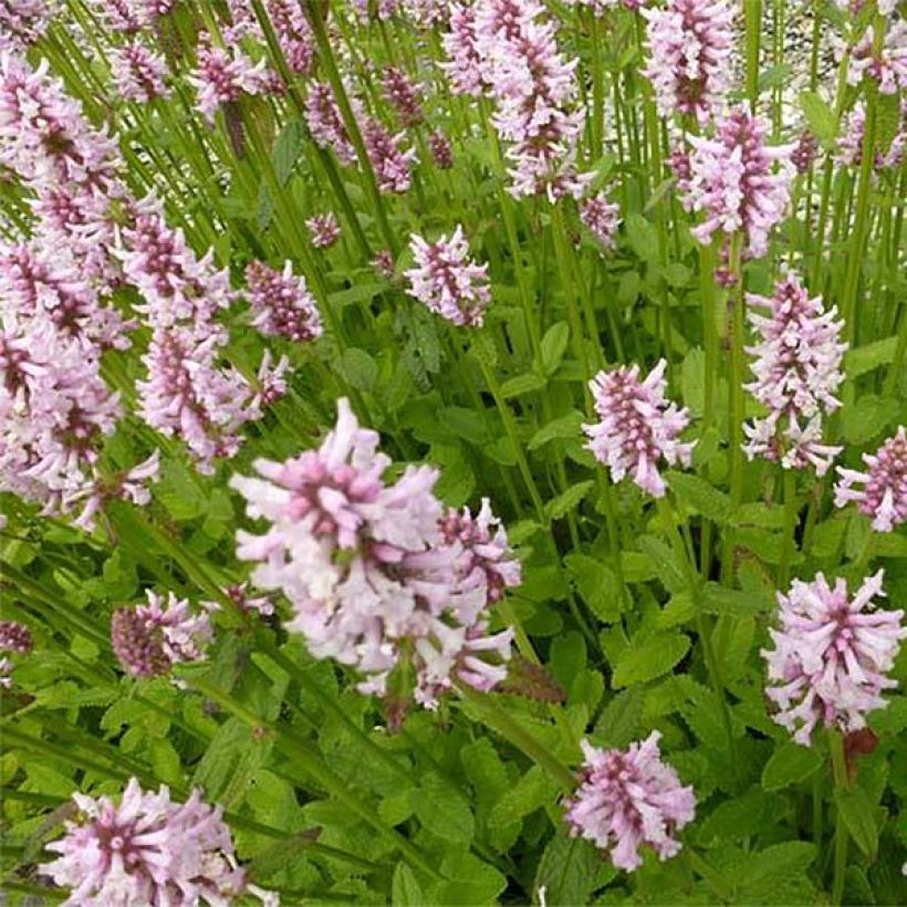 Rohtopähkämö Rosea (Kukinta)