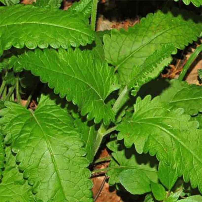 Rohtopähkämö - Stachys officinalis (Lehvistö)