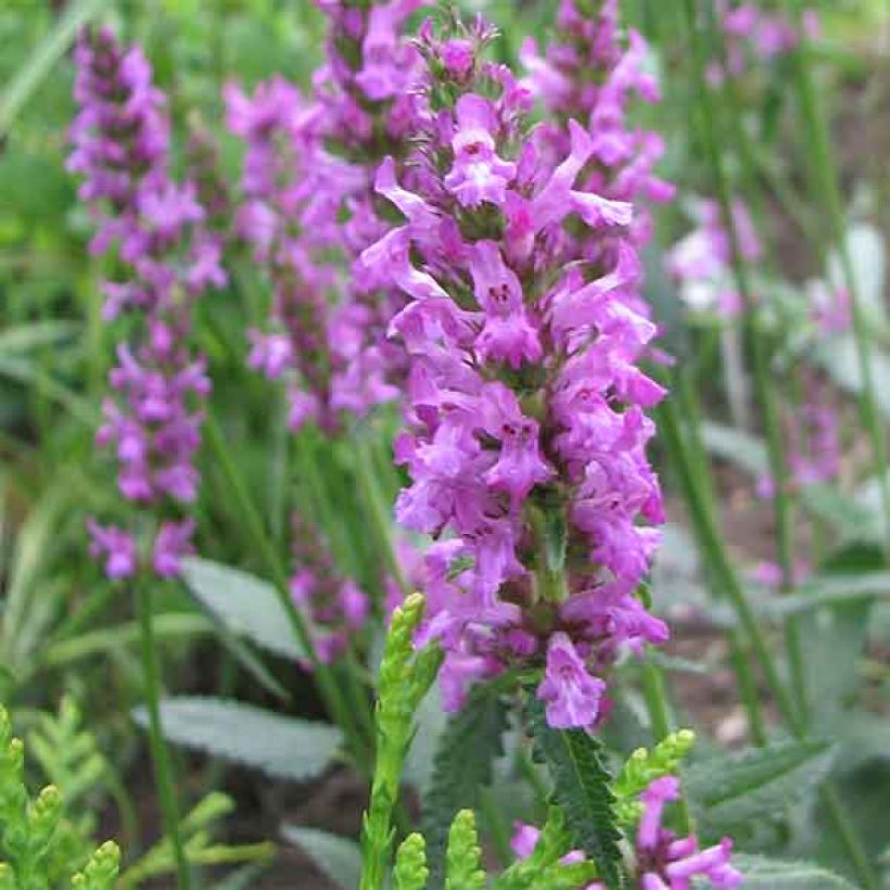Rohtopähkämö - Stachys officinalis (Kukinta)
