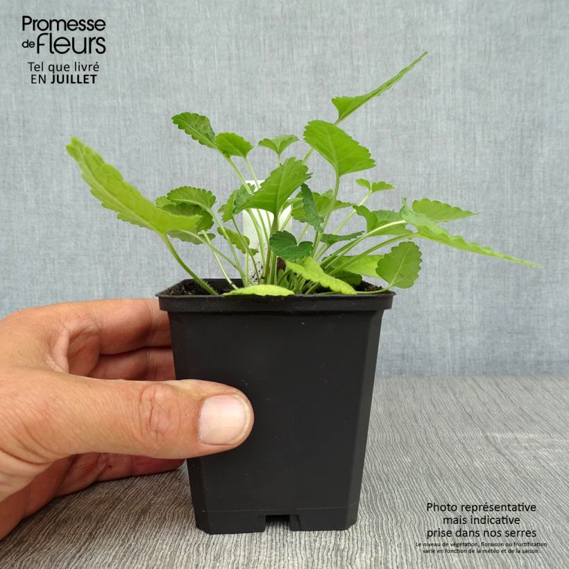 Esimerkki kesällä toimitetusta Rohtopähkämö - Stachys officinalis Taimiruukku 8/9 cm-taimesta