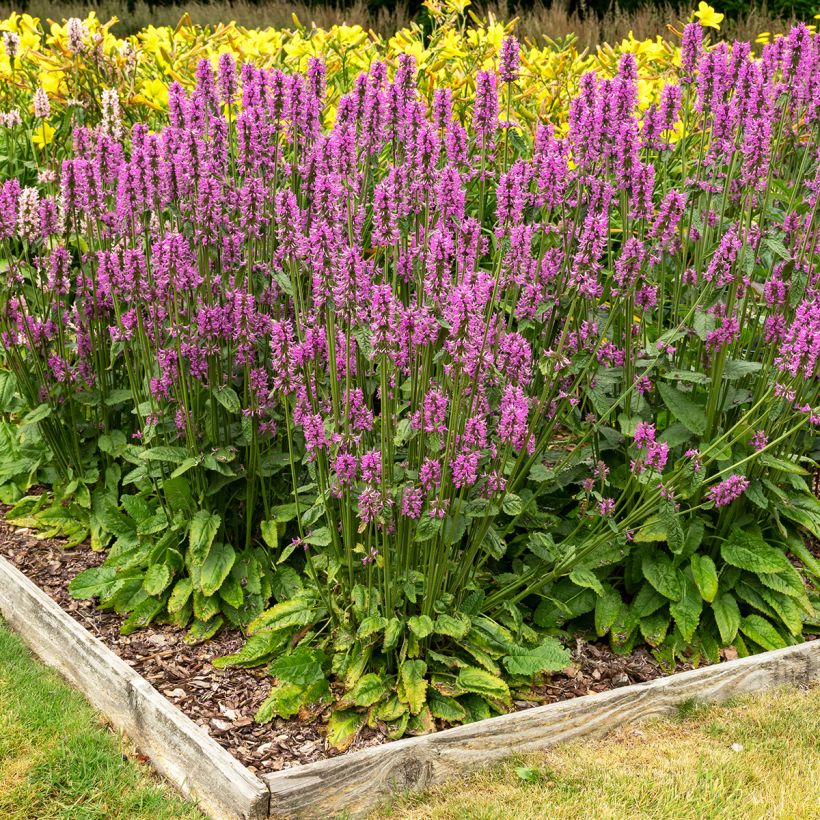 Rohtopähkämö - Stachys officinalis (Kasvutapa)