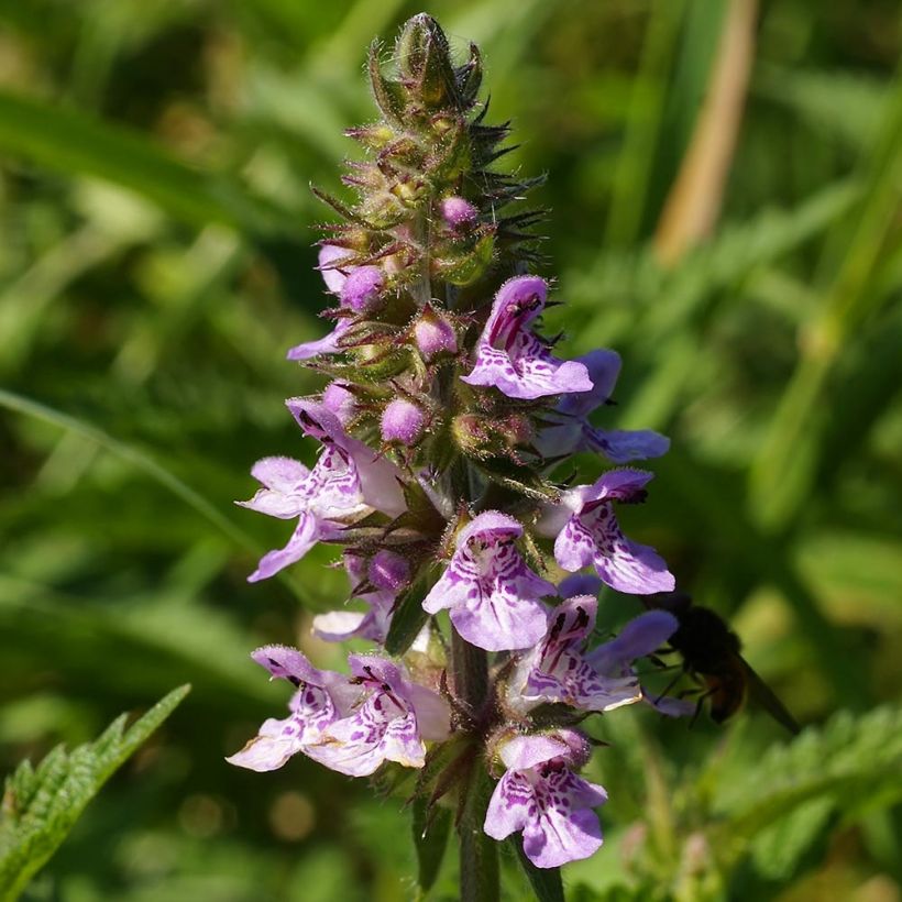 Peltopähkämö - Stachys palustris (Kukinta)
