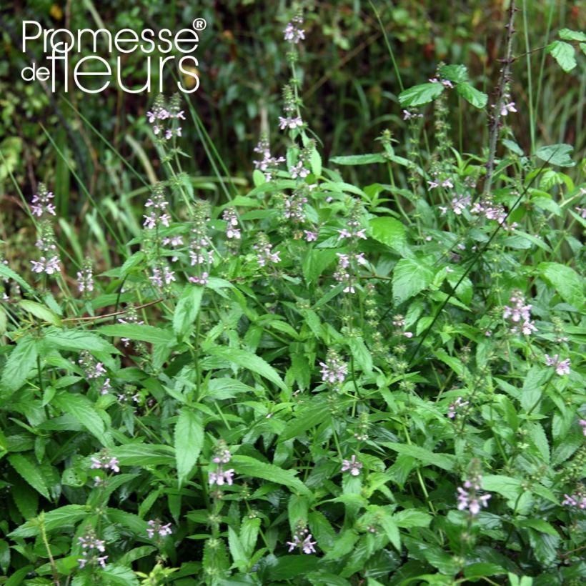 Peltopähkämö - Stachys palustris (Kasvutapa)