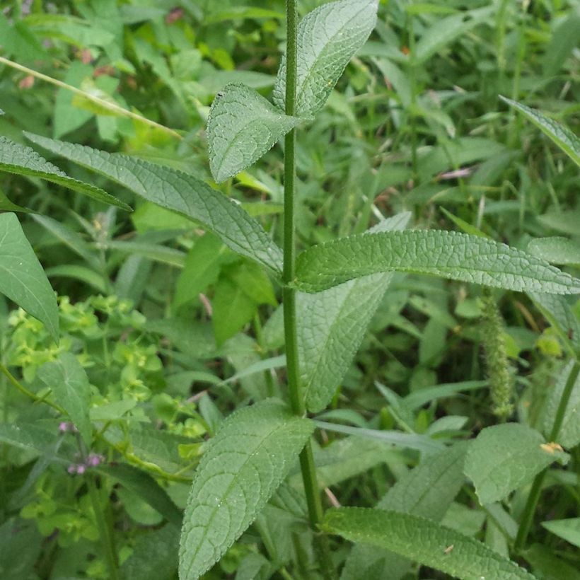 Peltopähkämö - Stachys palustris (Lehvistö)