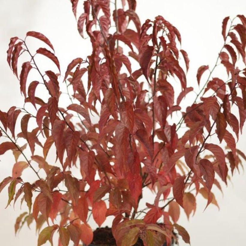 Stachyurus chinensis Celina (Lehvistö)