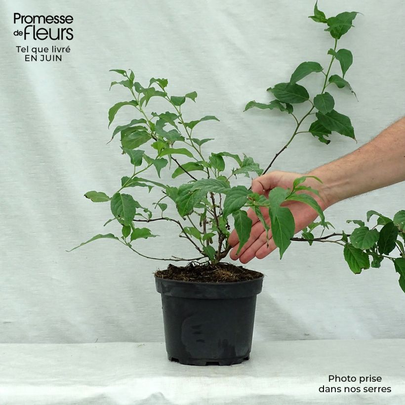 Esimerkki kesällä toimitetusta Stachyurus chinensis Celina Ruukku 3L / 4L-taimesta