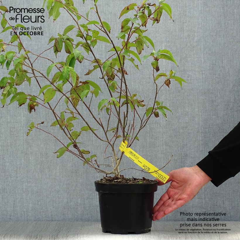 Esimerkki syksyllä toimitetusta Stachyurus chinensis Celina 3 litran/4 litran ruukku-taimesta