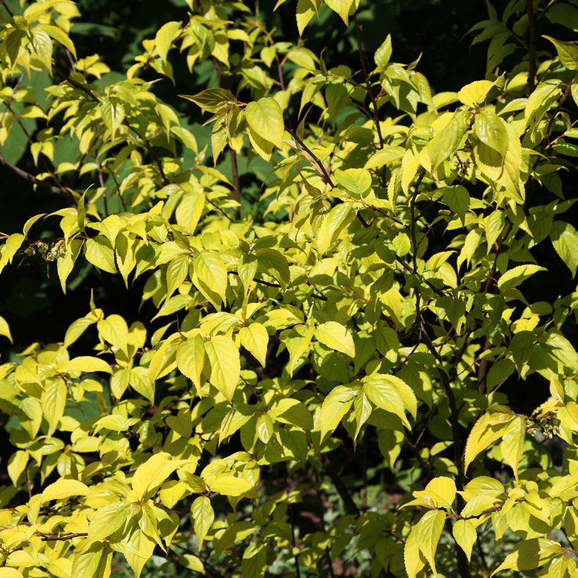 Stachyurus chinensis Goldbeater (Lehvistö)