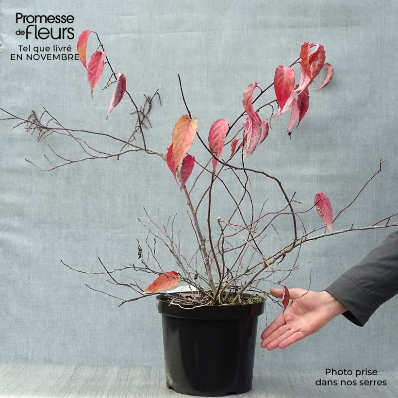 Esimerkki syksyllä toimitetusta Stachyurus chinensis Joy Forever 7,5 litran / 10 litran ruukku-taimesta