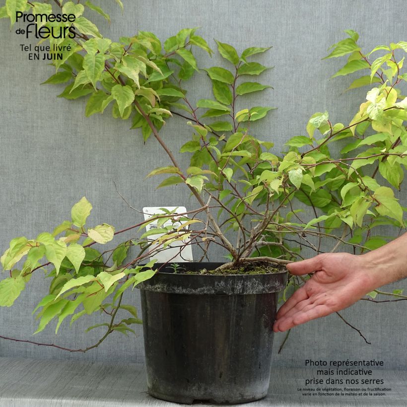 Esimerkki kesällä toimitetusta Stachyurus chinensis Joy Forever Pot de 7,5L/10L-taimesta